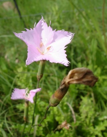 Dianthus zeyheri